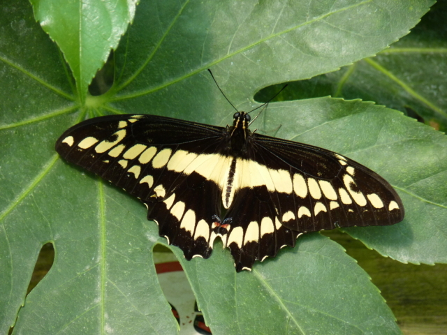 Papilio thoas