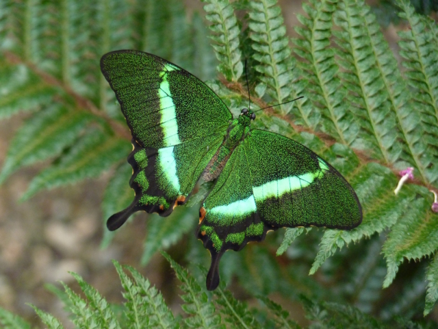 Papilio palinurus