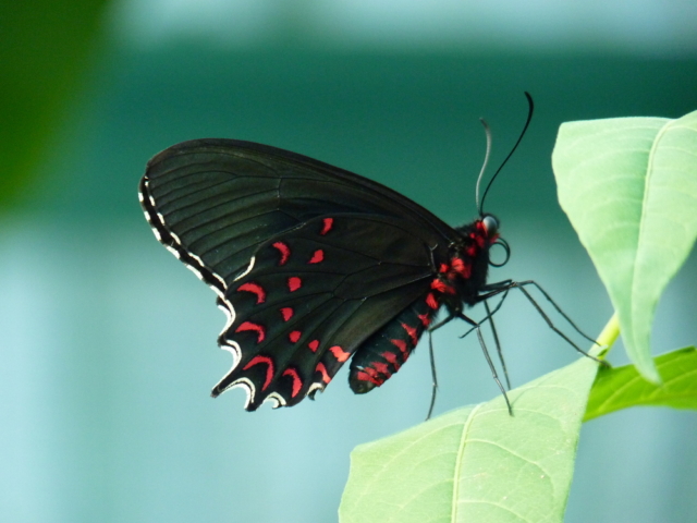 <i>Parides photinus</i> has a wingspan reaching 90–100 millimetres (3.5–3.9 in). Adults are black with the hind wing having a blue-green sheen especially in the male. There are no wing bands. Two rows of red spots are found along the hind wing margin. The hind wings have short tails. The undersides are similar to the upsides. The larvae feed on <i>Aristolochia grandiflora</i> and <i>A. asclepiadifolia</i>. <br><br> This species can be is found from Mexico to Costa Rica, in Nicaragua and in Honduras. It lives in forests, where it is common to abundant. Its range is extended from the sea-level to 5000 feet.