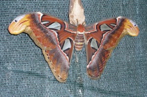 Attacus atlas