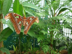 Attacus atlas