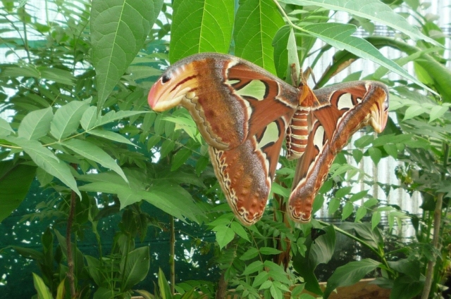 Attacus atlas