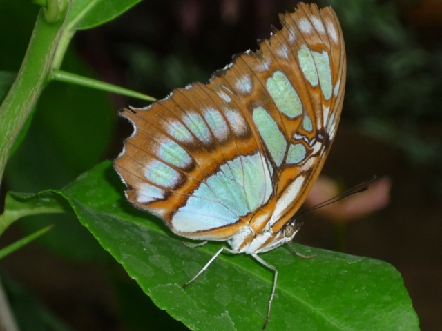 Siproeta stelenes