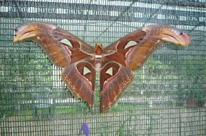 Attacus atlas