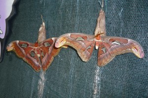 Attacus atlas