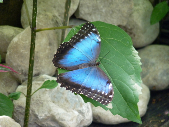 Morpho peleides