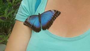 papillon
