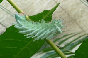 Attacus atlas