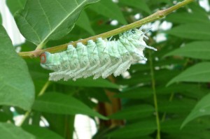 Attacus atlas