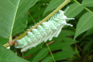 Attacus atlas