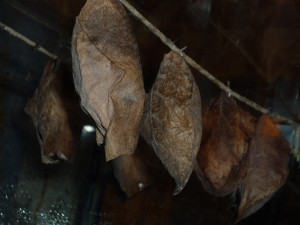 Attacus atlas